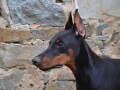 doberman-stenci-small-0