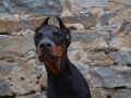 doberman-stenci-small-3