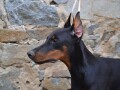 doberman-stenci-small-1