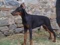 doberman-stenci-small-2