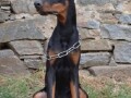 doberman-stenci-small-4