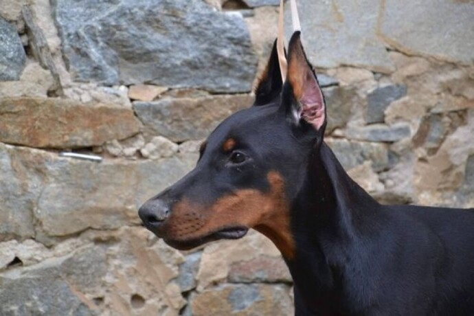 doberman-stenci-big-0