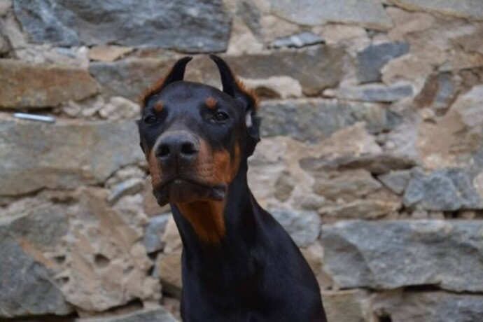 doberman-stenci-big-3