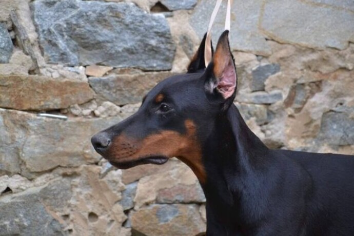 doberman-stenci-big-1