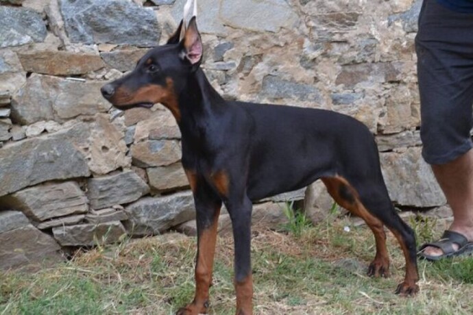 doberman-stenci-big-2