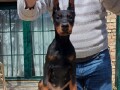 doberman-stenci-small-2