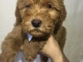 labradoodle-f1-small-2