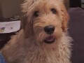 goldendoodle-f1-small-0