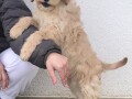 goldendoodle-f1-small-1