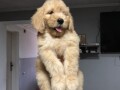 goldendoodle-f1-small-3