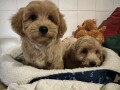 maltipoo-stenci-small-2