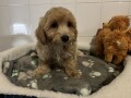 maltipoo-stenci-small-4