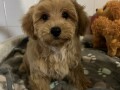 maltipoo-stenci-small-3