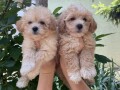 maltipoo-stenci-small-1