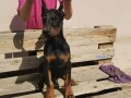 doberman-stenci-small-1