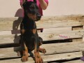 doberman-stenci-small-4