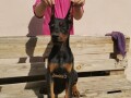 doberman-stenci-small-2