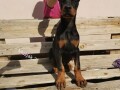 doberman-stenci-small-0