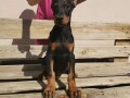 doberman-stenci-small-3