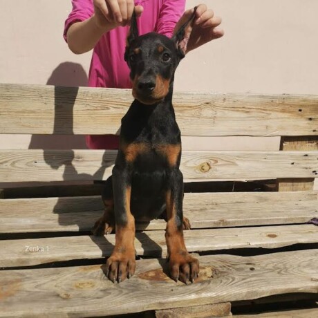 doberman-stenci-big-3