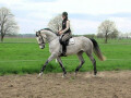 na-prodaju-prekrasan-hanoverijski-konj-kobila-small-1