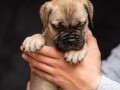 odgajivacnica-bullmastiff-a-home-of-guardians-small-2