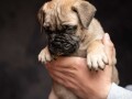 odgajivacnica-bullmastiff-a-home-of-guardians-small-4