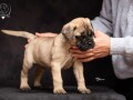 odgajivacnica-bullmastiff-a-home-of-guardians-small-1