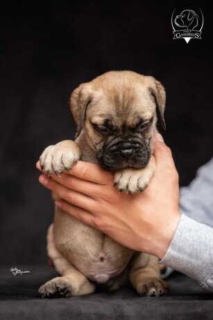 odgajivacnica-bullmastiff-a-home-of-guardians-big-2