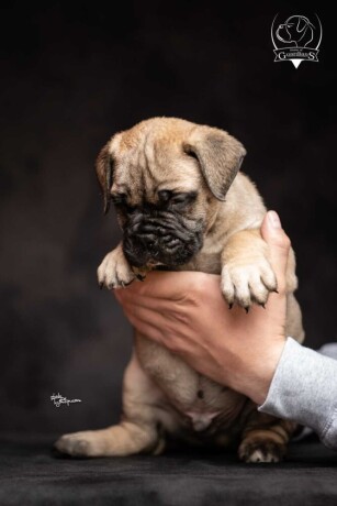 odgajivacnica-bullmastiff-a-home-of-guardians-big-4