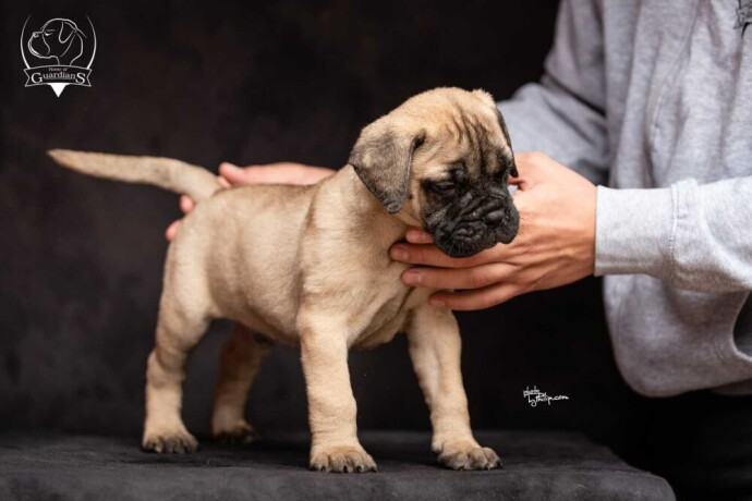 odgajivacnica-bullmastiff-a-home-of-guardians-big-1