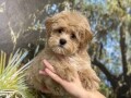 maltipoo-stenci-small-2