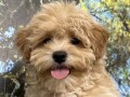 maltipoo-stenci-small-3