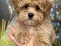 maltipoo-stenci-small-1