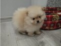 pomeranski-spic-small-2