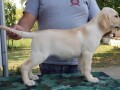 stenci-labrador-retrivera-small-3