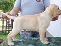 stenci-labrador-retrivera-small-1