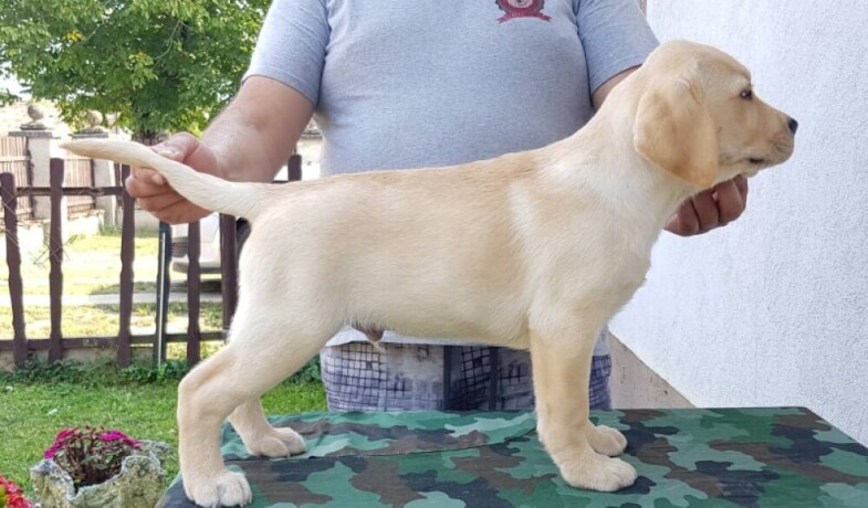 stenci-labrador-retrivera-big-1