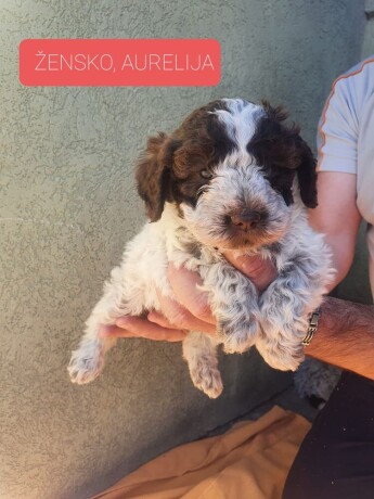 stenci-lagotto-romagnolo-big-1