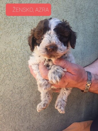 stenci-lagotto-romagnolo-big-0