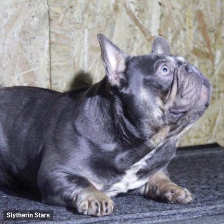 lilac-tan-francuski-buldog-parenje-big-1