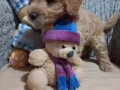 decak-goldendoodle-small-3