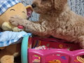 decak-goldendoodle-small-1