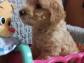 decak-goldendoodle-small-2
