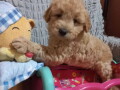decak-goldendoodle-small-0
