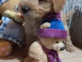 decak-goldendoodle-small-4