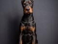 doberman-stenci-small-4