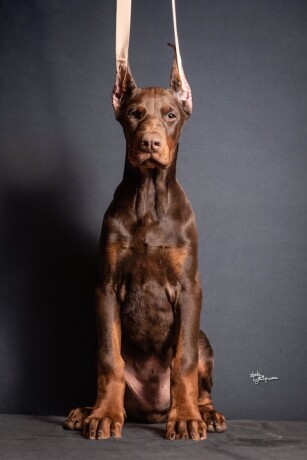 doberman-stenci-big-2