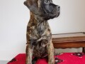 cane-corso-stenci-small-4