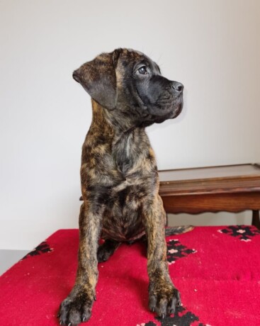 cane-corso-stenci-big-4